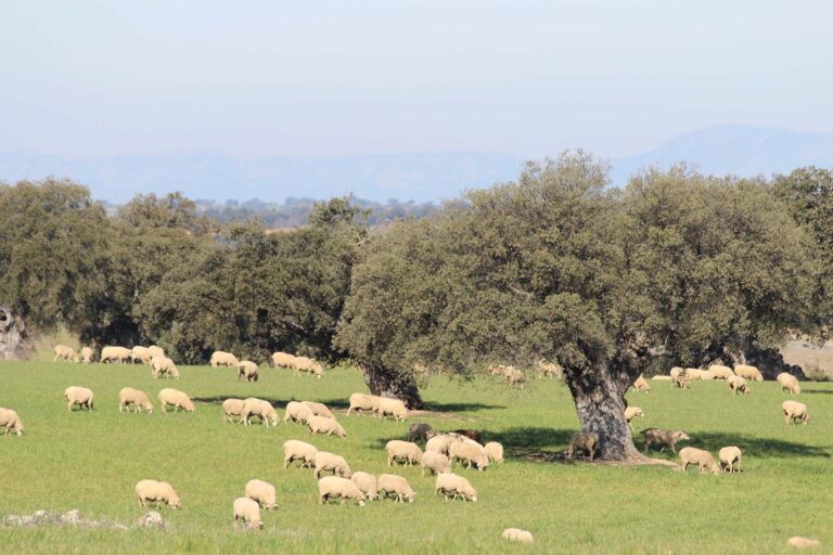 Dehesa Hinojosa del Duque