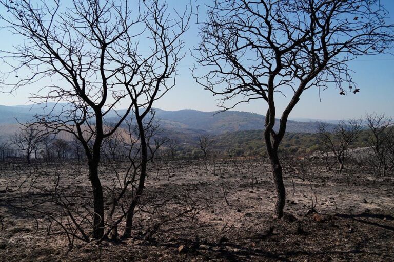 El Ayuntamiento de Alcaracejos plantea un plan de recuperación de las zonas afectadas por el incendio del Calatraveño