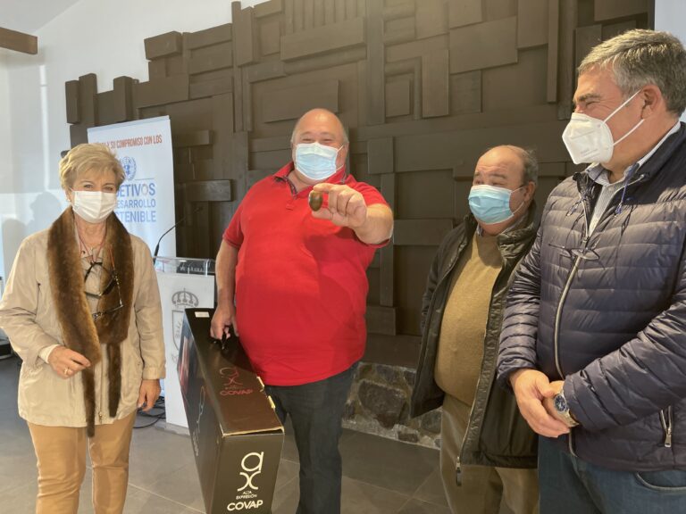 La bellota más grande de Los Pedroches pesa casi 40 gramos, récord histórico del concurso