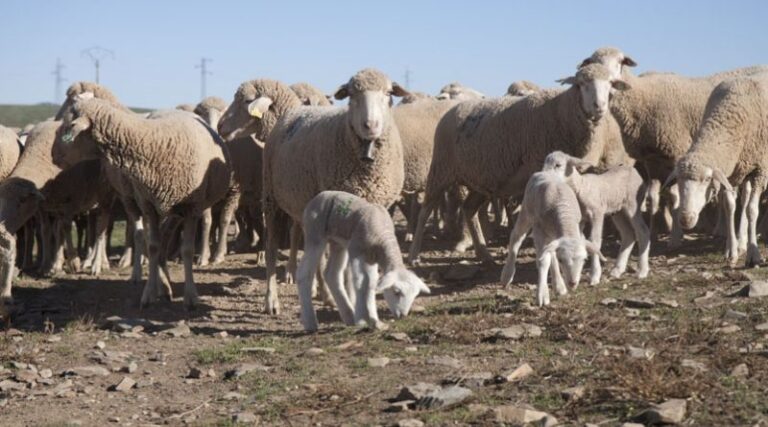 Asaja Córdoba alerta de la preocupante situación en el campo por la sequía