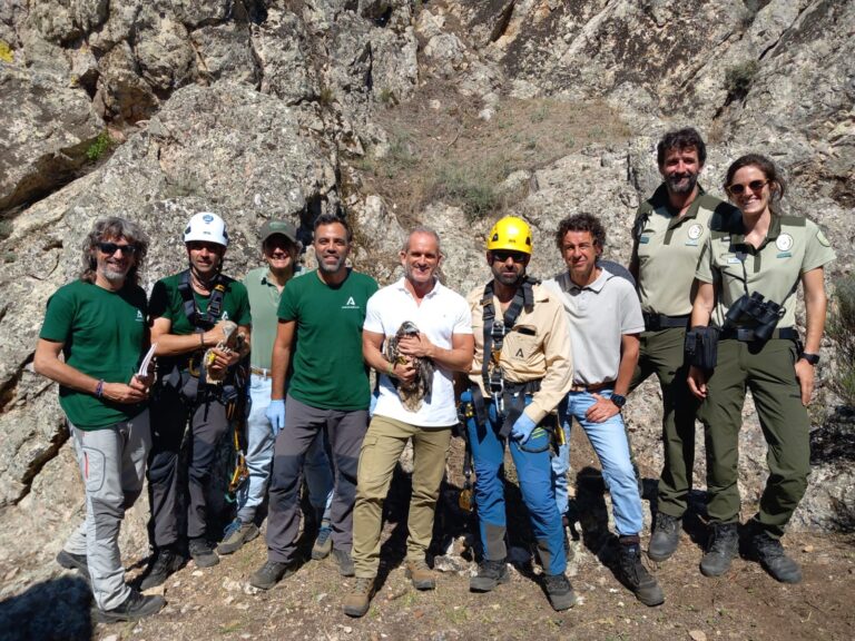 La Junta anilla a los nuevos alimoches nacidos en la sierra de Santa Eufemia y Los Pedroches