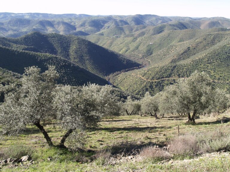 Asaja Córdoba lamenta el «enorme» recorte de ayudas al campo cordobés con los eco-regímenes de la PAC