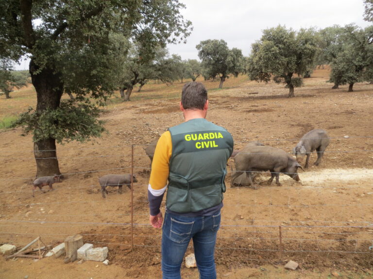 Tres detenidos por el robo de lechones en dos operativos de la Guardia Civil en Hinojosa del Duque y Belmez