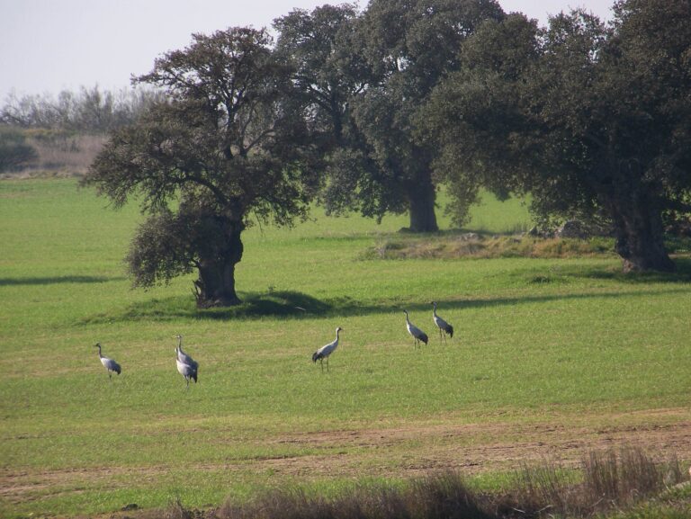 Llega el VIII Festival de la Grulla de Los Pedroches los días 19, 20 y 21 de enero y el 10 de febrero