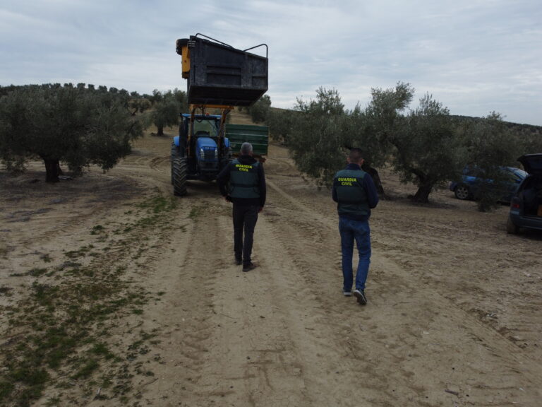 La Guardia Civil en varios operativos desarrollados en la provincia ha detenido a 14 personas y ha investigado a otras 5 por la sustracción de aceituna en el campo