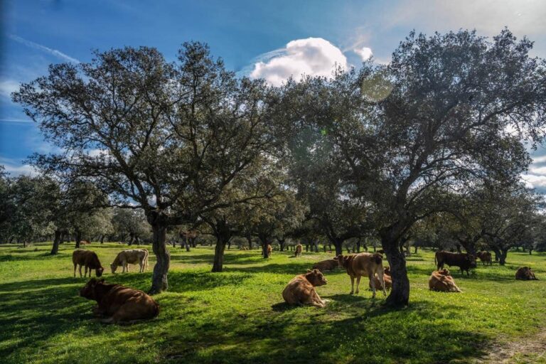 El PP de Pozoblanco denuncia la pérdida de casi 110 millones en el campo andaluz por la gestión de la PAC del Gobierno de Pedro Sánchez