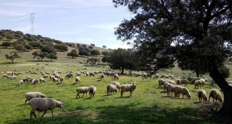ASAJA Córdoba insiste en un plan de choque y ayudas ante la lengua azul