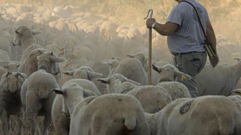 La Junta anima a los ganaderos andaluces a vacunar a sus animales contra la lengua azul