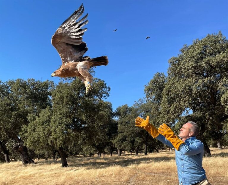La Junta libera en Los Pedroches un águila imperial juvenil recuperada en el CREA de Los Villares La Junta libera en Los Pedroches un águila imperial juvenil recuperada en el CREA de Los Villares