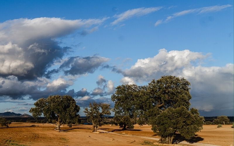 Fundación PRODE lanza la campaña de regeneración de la dehesa 2026 con su proyecto “El Dehesafío”