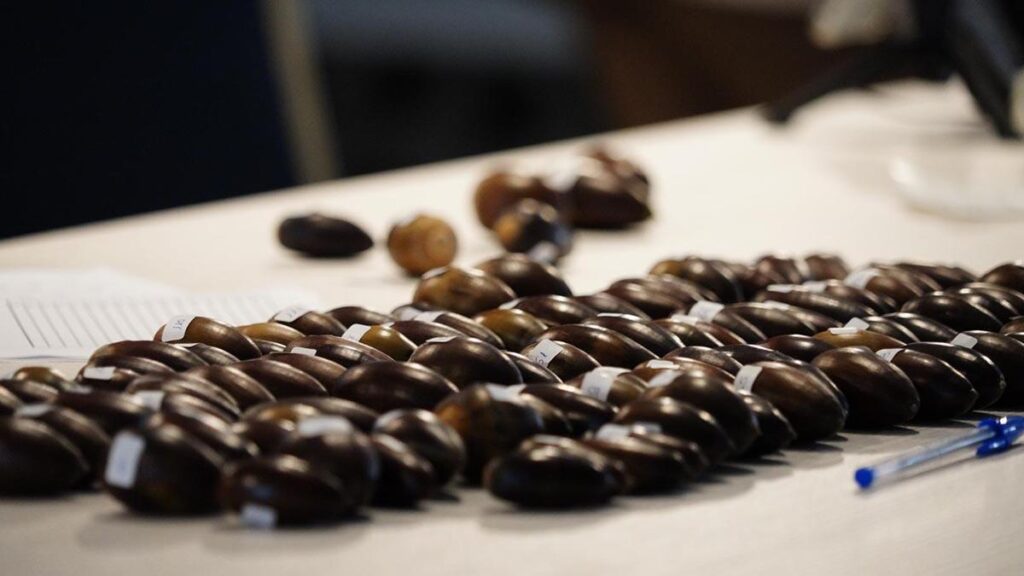 Convocado el concurso que busca La Bellota más grande de Los Pedroches