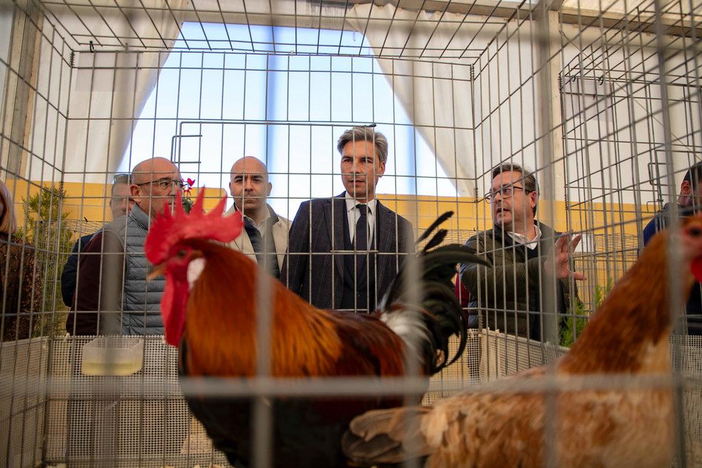 La Diputación de Córdoba decide suspender la celebración de AVICOR 2025 como consecuencia de la situación de gripe aviar