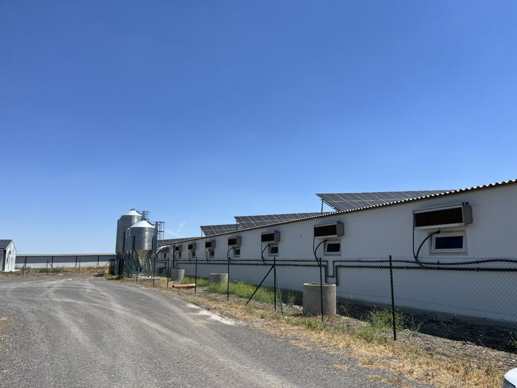 Las empresas UBE Crianza Ibérica y Belloterra defienden la legalidad y el compromiso ambiental de su centro de lechones de Alcaracejos