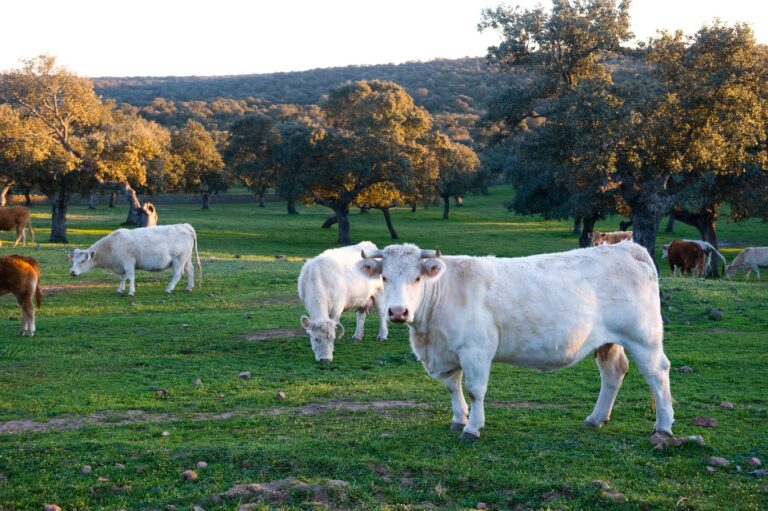 Adell advierte de que 2025 ha sido un año “muy duro” para el campo y alerta del grave riesgo de desmantelamiento de la PAC