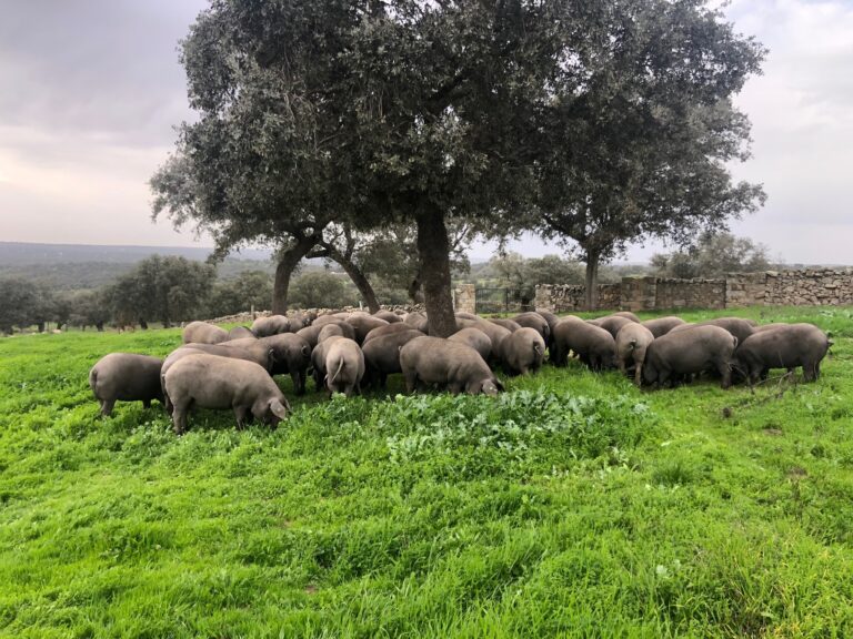 Villanueva de Córdoba consolida en 2025 el proyecto Dehesa Circular ODS como apuesta estratégica por la sostenibilidad y la innovación rural