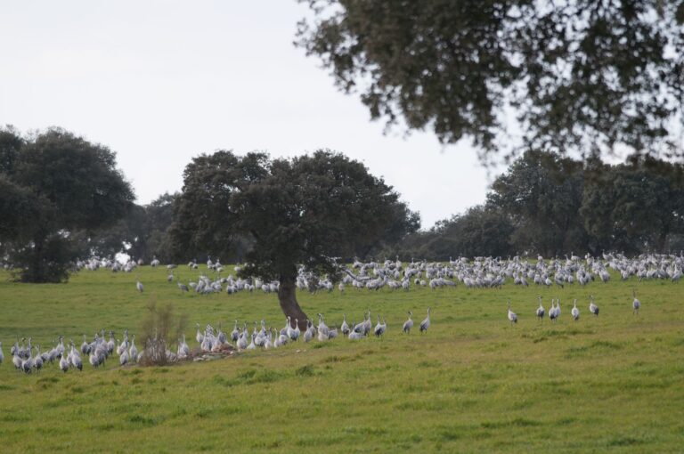 Vuelve el Festival de la Grulla en Los Pedroches con su novena edición Vuelve el Festival de la Grulla en Los Pedroches con su novena edición