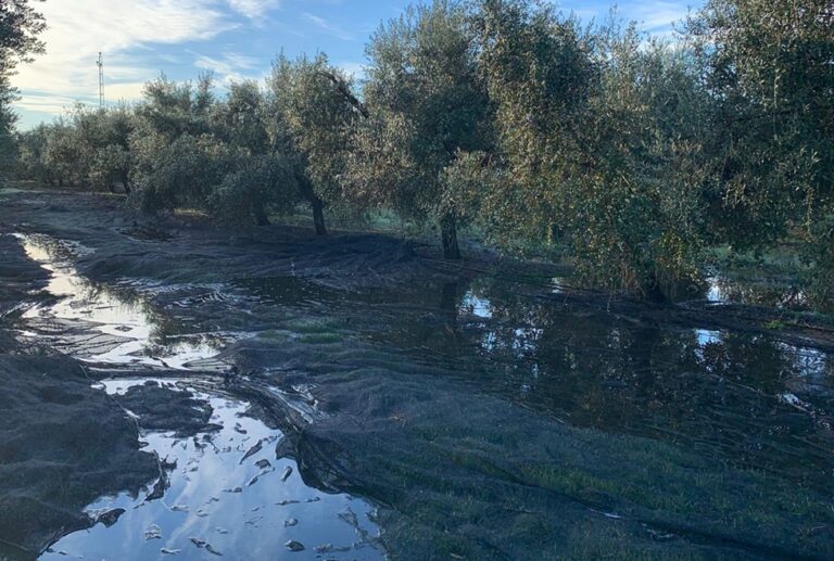 La producción de aceite de oliva en Córdoba se sitúa muy por debajo de lo previsto por el fuerte retraso de la recolección