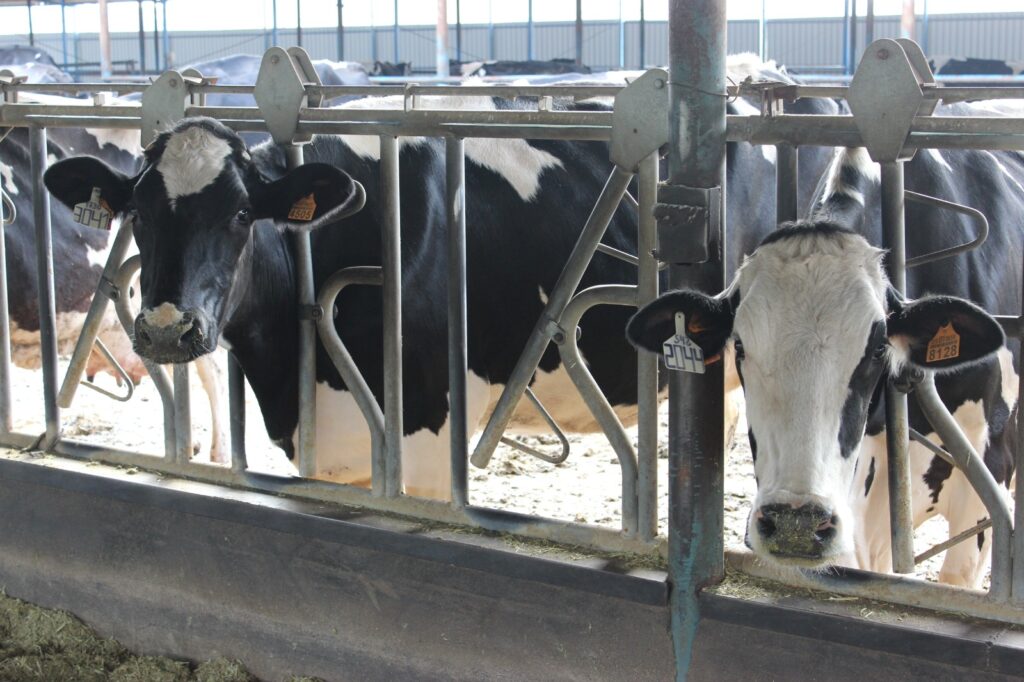 Agricultura y COVAP informan a ganaderos de bovino de leche sobre la disminución de la producción
