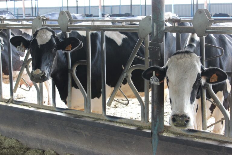 Agricultura y COVAP informan a ganaderos de bovino de leche sobre la disminución de la producción