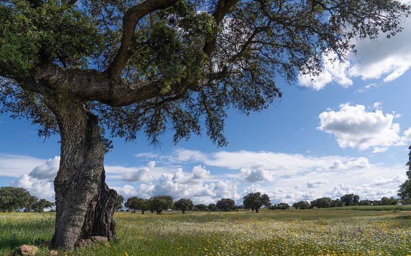 Fundación Prode abre la campaña de regeneración de la dehesa 2027 a través de “El Dehesafío”